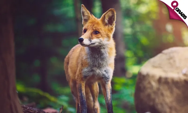Wildlife Rescue & Rehabilitation Online Course!